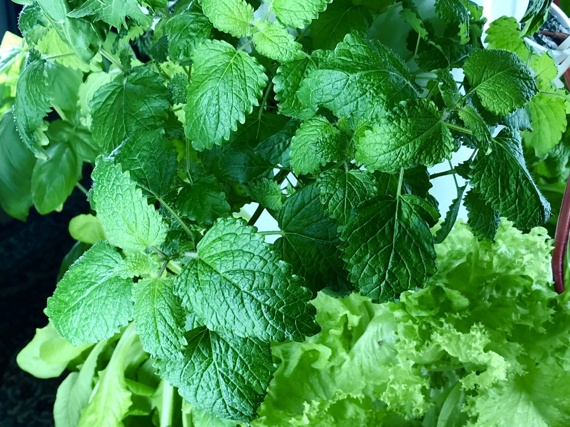 Lemon balm (Melissa officinalis) A wonderful herb, that I grow often. You can use it&lsquo;s lemon like taste for salads, fruit salads or to infuse your water.<br />
 Geotagged,Germany,Lemon balm,Melissa officinalis,Spring