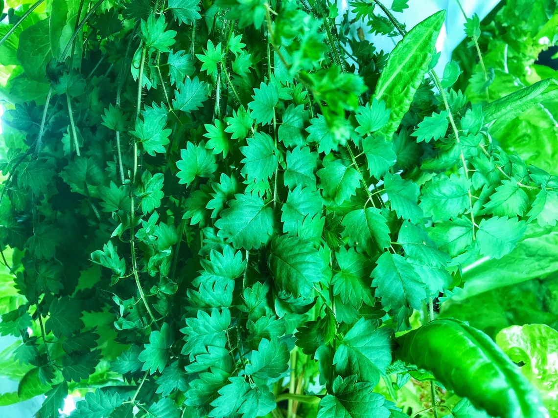 Sanguisorba minor, the salad burnet, Pimpinelle One of the seven herbs needed for the traditional &bdquo;Frankfurter green Sauce&ldquo;. I grow it on a regular basis, if you buy the herbs in a package green sauce this herb often is under represented. If you buy it solo it costs a fortune. Geotagged,Germany,Salad Burnet,Sanguisorba minor,Winter