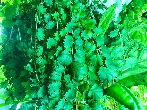 Sanguisorba minor, the salad burnet, Pimpinelle One of the seven herbs needed for the traditional „Frankfurter green Sauce“. I grow it on a regular basis, if you buy the herbs in a package green sauce this herb often is under represented. If you buy it solo it costs a fortune. Geotagged,Germany,Salad Burnet,Sanguisorba minor,Winter