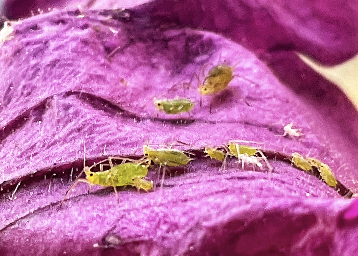 „Acyrthosiphon pisum „, Pea Aphid (may be) ? Finally those suckers try to establish themselves among my petunias. But the Empire will strike back!  Acyrthosiphon pisum,Fall,Geotagged,Germany,Pea aphid