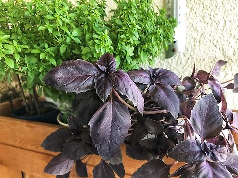 Ocimum basilicum var. purpureum, Dark opal basil is a cultivar of Ocimum basilicum (sweet basil). I love this variant of Basil for it‘s strong taste and flavor but also because it‘s decorative effects on dishes. Therefore I grow it.
Besides that, all Basils seem to have healthy ingredients such as what makes the purple color, anthocyanins, especially cyanidin-3-(di-p-coumarylglucoside)-5-glucoside but also other cyanidin based and peonidin based compounds.
Anthocyanins as found in Berries are said to be anti inflammatory. Geotagged,Germany,Ocimum basilicum,Spring,Sweet Basil