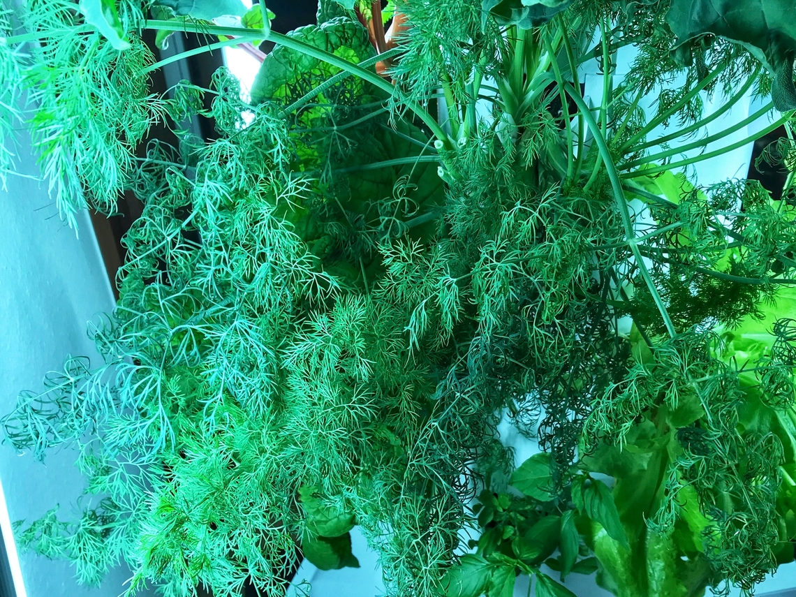 Dill (Anethum graveolens), It&lsquo;s fern like leaves are an aromatic highlight for many dishes and that&lsquo;s why I grow it.  Anethum graveolens,Dill,Geotagged,Germany,Spring