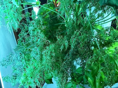 Dill (Anethum graveolens), It‘s fern like leaves are an aromatic highlight for many dishes and that‘s why I grow it.  Anethum graveolens,Dill,Geotagged,Germany,Spring