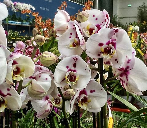 Phalaenopsis Ever Spring Fairy is an orchid hybrid, a crossing between the Phalaenopsis hybrids Phalaenopsis Taisuco Kochdian (seed parent) and Phalaenopsis Golden Peoker (pollen parent).  Geotagged,Germany,Winter