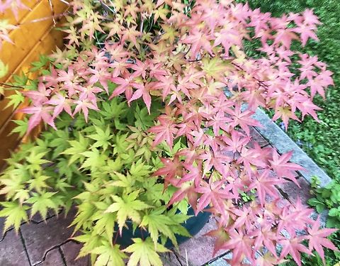 Acer palmatum, commonly known as Japanese maple  Acer palmatum,Geotagged,Germany,Japanese Maple,Spring