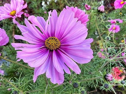 Cosmos bipinnatus, the garden cosmos or Mexican aster Took the picture during a autumnal walk through the Openair Museum Hessenpark today. Cosmos bipinnatus,Fall,Garden Cosmos,Geotagged,Germany