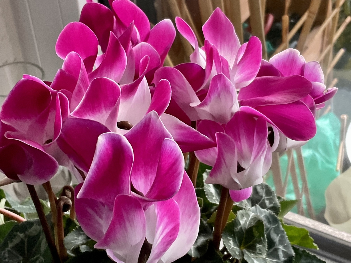 Cyclamen persicum, var. persicum f. roseum (rose-pink) This cultivar bring some vivid color to your home Cyclamen persicum,Geotagged,Germany,Persian cyclamen