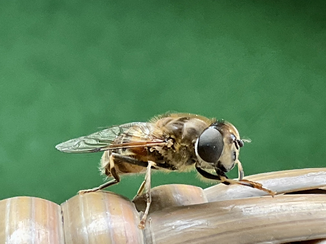 Eristalis tenax, the common drone fly Just had this curious visitor at my lil&lsquo; loggia saying hello!<br />
Monday, October 24, 2022 at 13:10. <br />
Ipad pro 3rd, generation Common Drone Fly,Eristalis tenax,Geotagged,Germany
