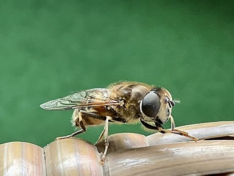 Eristalis tenax, the common drone fly Just had this curious visitor at my lil‘ loggia saying hello!
Monday, October 24, 2022 at 13:10. 
Ipad pro 3rd, generation Common Drone Fly,Eristalis tenax,Geotagged,Germany