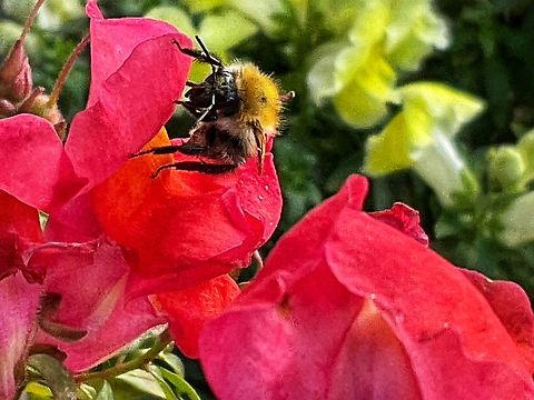 Bombus pascuorum", the common carder bee In the Afternoon this little Bumblebee payed the Snapdragons a visit. Remarkable, since it‘s the end of October.  Bombus pascuorum,Common Carder Bee,Fall,Geotagged,Germany