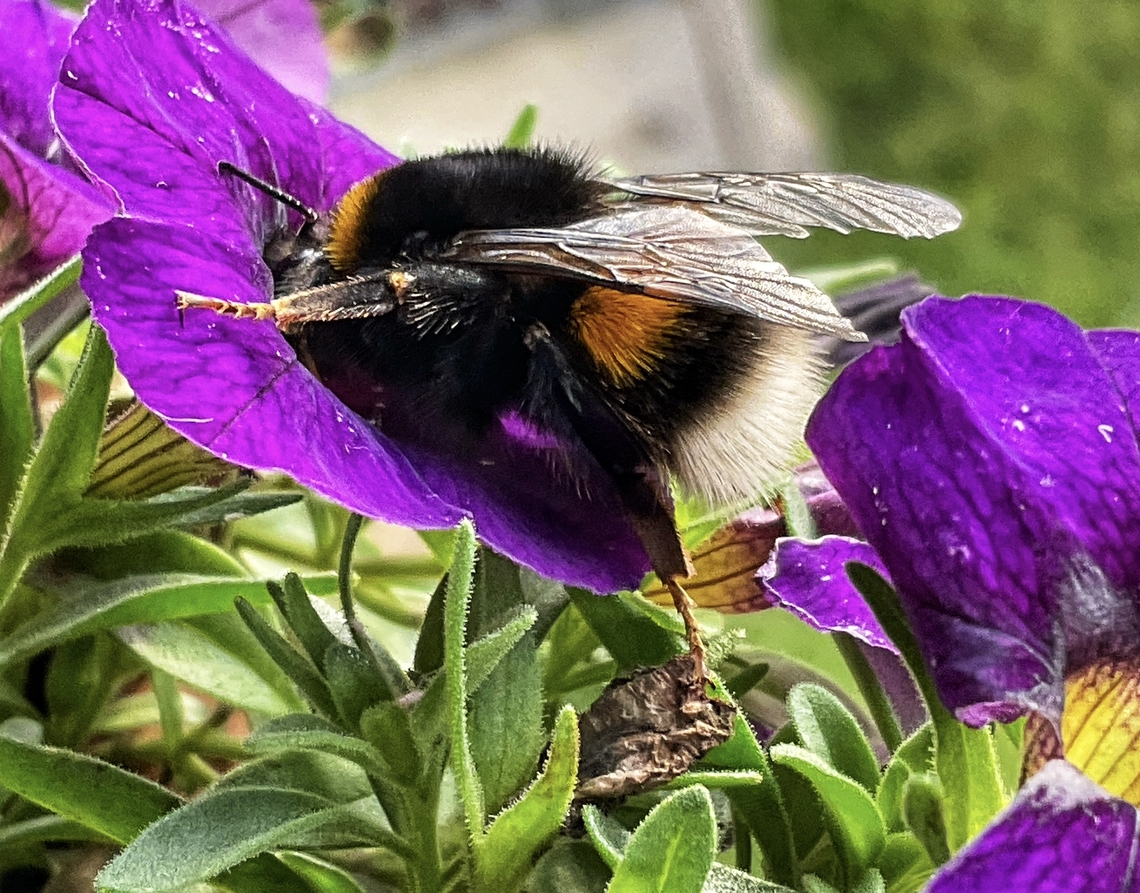 „Bombus terrestris", the buff-tailed bumblebee or large earth bumblebee I was astonished to see her this afternoon because it is pretty late in the year.  Bombus terrestris,Buff-tailed Bumble Bee,Fall,Geotagged,Germany