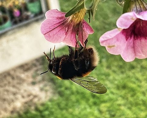 „Bombus terrestris", the buff-tailed bumblebee or large earth bumblebee Hanging upside down on this small blossom.  Bombus terrestris,Buff-tailed Bumble Bee,Fall,Geotagged,Germany