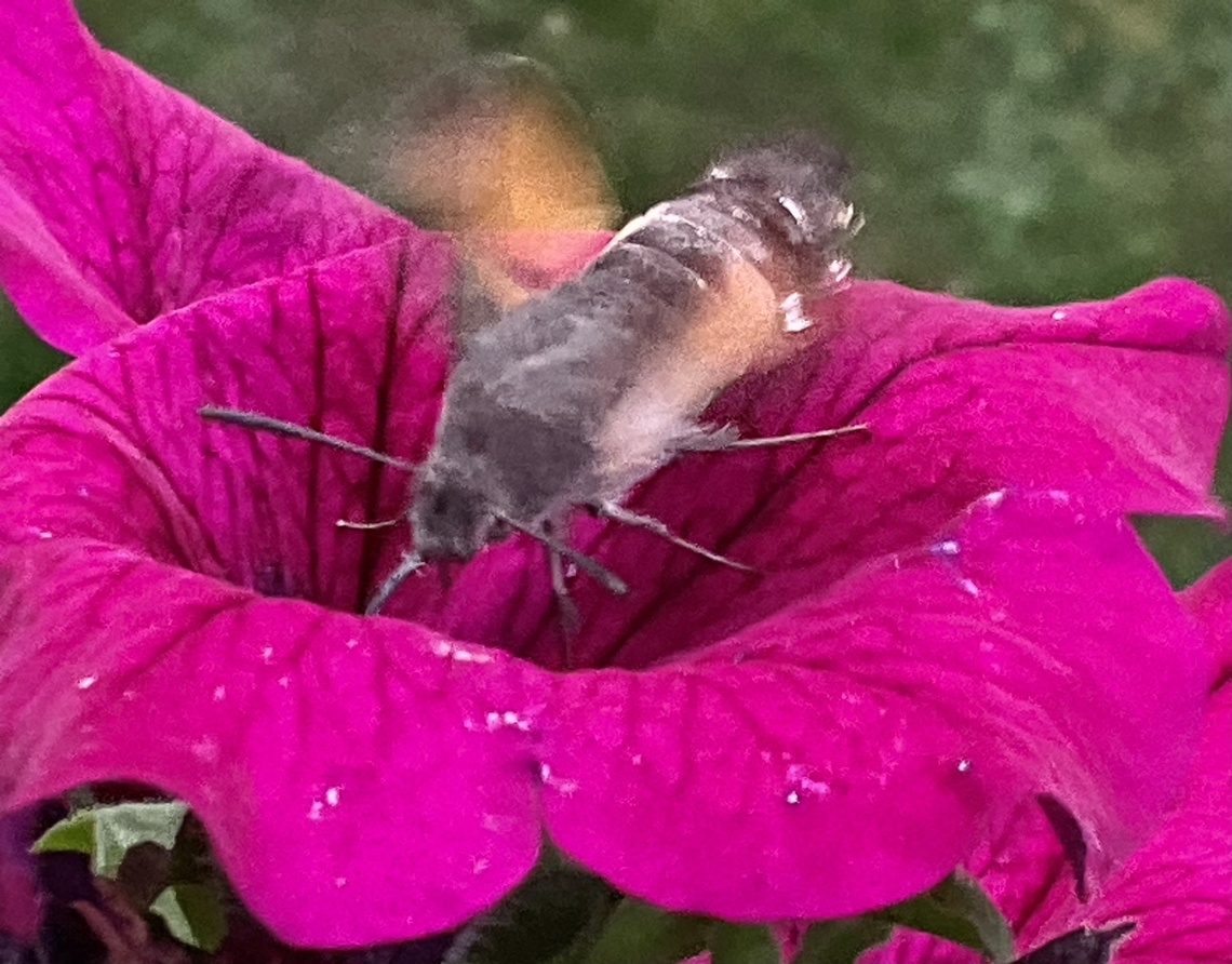 The hummingbird hawk-moth (Macroglossum stellatarum) Not a good quality, these Moth are very fast and the light was weak as I took the shot a few Minutes ago at Saturday October 29, 2022 at 5:51 PM in Central Germany. Still though it is interesting that they are around at this time of the year.  Geotagged,Germany,Hummingbird hawk-moth,Macroglossum stellatarum