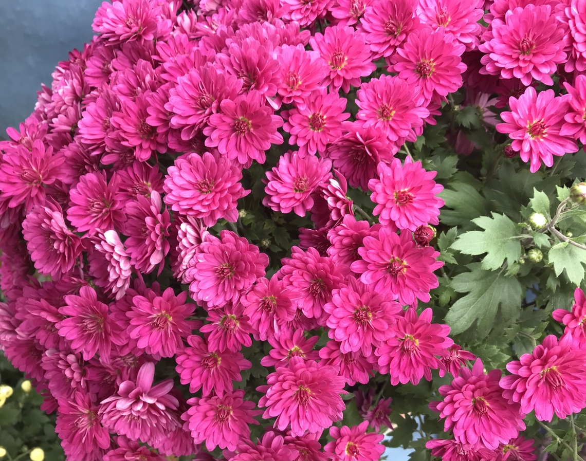 Chrysanthemum indicum Captured this colorful flower today at Saturday, October 29, 2022 at 13:30 Chrysanthemum indicum,Garland Chrysanthemum,Geotagged,Germany,Glebionis coronaria