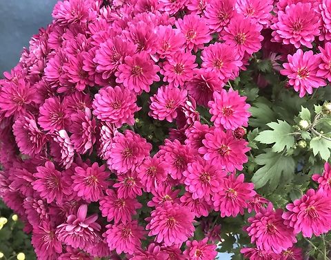 Chrysanthemum indicum Captured this colorful flower today at Saturday, October 29, 2022 at 13:30 Chrysanthemum indicum,Garland Chrysanthemum,Geotagged,Germany,Glebionis coronaria
