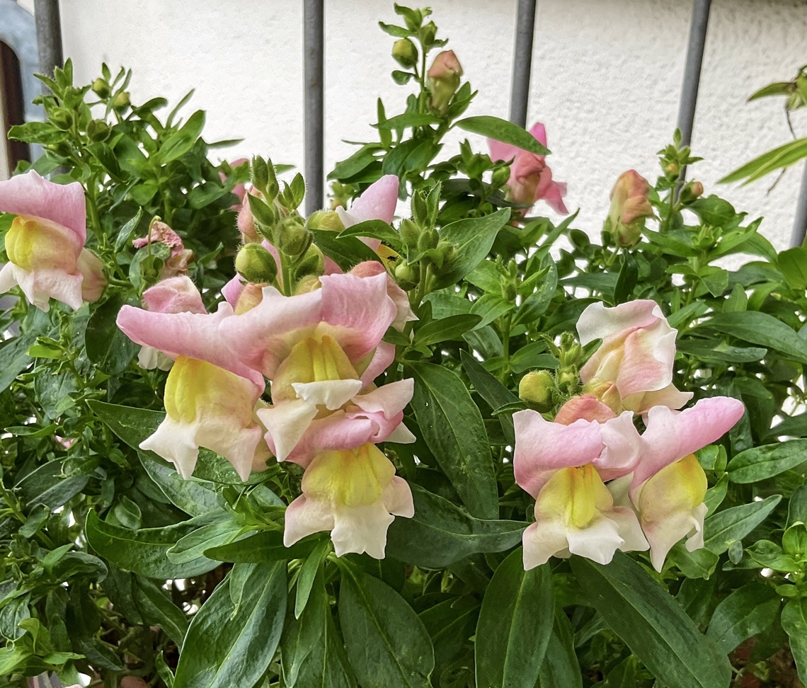 Antirrhinum majus, the common snapdragon Still going strong and providing food for Bumblebees, picture taken yesterday October 28th, on my loggia.  Antirrhinum majus,Common snapdragon,Fall,Geotagged,Germany