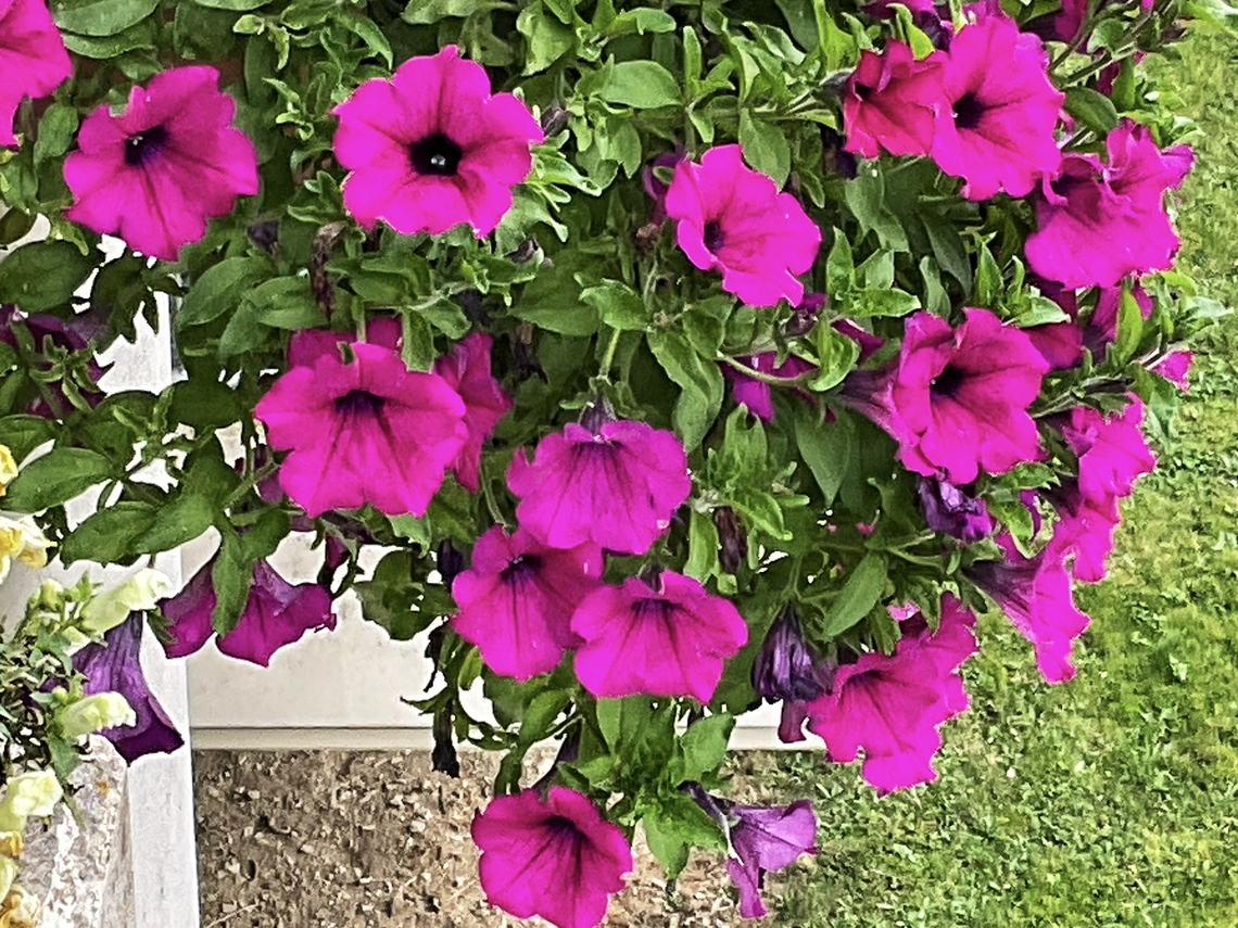 Petunia × atkinsiana (synonym: Petunia × hybrida) Picture taken today on my lil&lsquo; loggia.  Fall,Geotagged,Germany,Petunia × atkinsiana