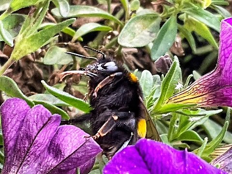 "Bombus terrestris", the buff-tailed bumblebee or large earth bumblebee Picture from this morning on my loggia.  Bombus terrestris,Buff-tailed Bumble Bee,Fall,Geotagged,Germany