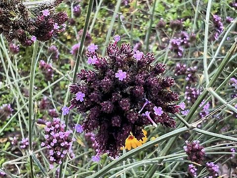 Verbena bonariensis, the purpletop vervain  Fall,Geotagged,Germany,Verbena bonariensis,Verbena x