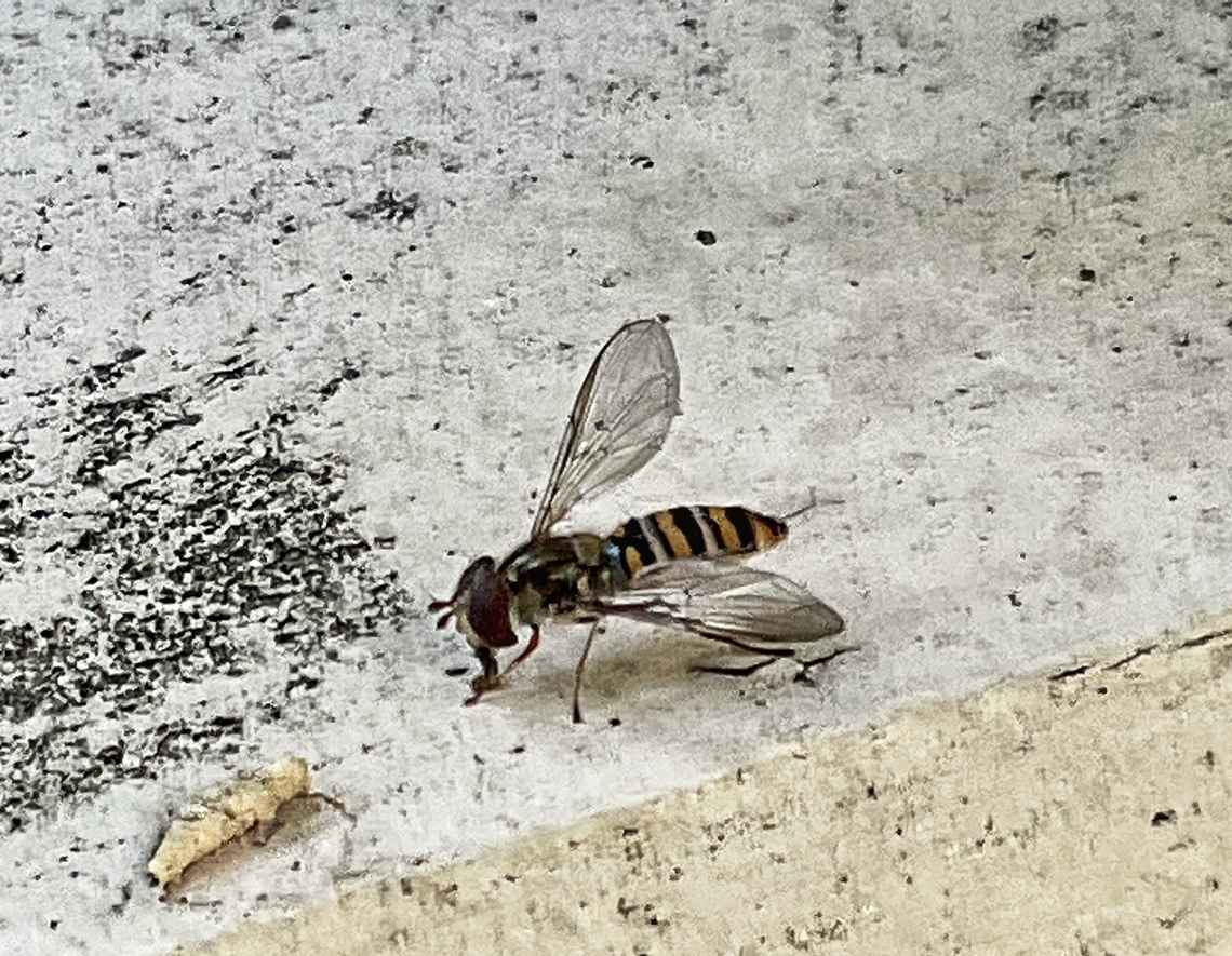 Episyrphus balteatus, sometimes called the marmalade hoverfly. To my surprise this lil fella showed up on my loggia November 10th,. <br />
<br />
<figure class="photo"><a href="https://www.jungledragon.com/image/141487/episyrphus_balteatus_marmalade_hoverfly_searching_for_pollen_and_nectar_on_a_drongonfly.html" title="Episyrphus balteatus, marmalade hoverfly searching for pollen and nectar on a Drongonfly."><img src="https://s3.amazonaws.com/media.jungledragon.com/images/7903/141487_thumb.jpeg?AWSAccessKeyId=05GMT0V3GWVNE7GGM1R2&Expires=1759968010&Signature=j31A4XW7MS59481c9hJ1iSbSdyA%3D" width="200" height="172" alt="Episyrphus balteatus, marmalade hoverfly searching for pollen and nectar on a Drongonfly. Fast and precise movements are typical for this small species. Fun to see them standing in the air like a hummingbird. Pic from July 2018 Episyrphus balteatus,Geotagged,Germany,Marmalade Hover Fly,Summer" /></a></figure> Episyrphus balteatus,Fall,Geotagged,Germany,Marmalade Hover Fly