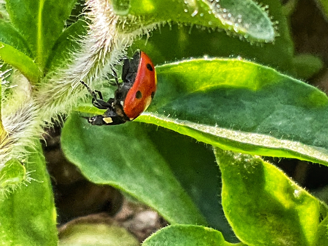 Coccinella septempunctata, the seven-spot ladybird What a bit of Sunshine does? Well it made this classic Aphid hunter looking for prey in the midst of November.  Coccinella septempunctata,Fall,Geotagged,Germany,Seven-spotted Lady Beetle