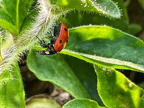Coccinella septempunctata, the seven-spot ladybird What a bit of Sunshine does? Well it made this classic Aphid hunter looking for prey in the midst of November.  Coccinella septempunctata,Fall,Geotagged,Germany,Seven-spotted Lady Beetle