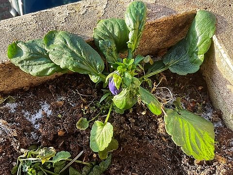 Garden Pansy (Viola × wittrockiana) In December on my little Loggia in Central Germany This garden pansy (Viola × wittrockiana) is a real survivor. She seeded herself and has survived to this day despite severe frost. We had minus 7 degrees last night and the thermometer didn't rise above minus 2 today either. Fall,Geotagged,Germany,Viola × wittrockiana,pansy
