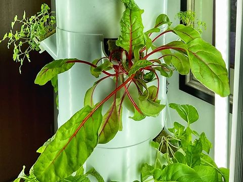 Swiss Chard Beta Vulgaris L. Chard or Swiss chard (/tʃɑːrd/; Beta vulgaris subsp. vulgaris, Cicla Group and Flavescens Group) is a green leafy vegetable. In the cultivars of the Flavescens Group My small scale food production is thriving. The seedlings grow and so does our anticipation for fresh greens. Beetroot,Beta Vulgaris L.,Beta vulgari L.,Beta vulgaris,Geotagged,Germany,Winter