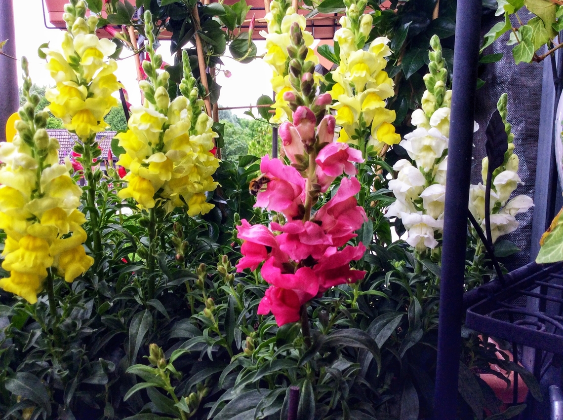 Antirrhinum majus, Snapdragon Various colors of high growing Snapdragons, my favorite flowers.  Antirrhinum majus,Common snapdragon,Geotagged,Germany,Summer