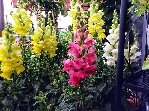 Antirrhinum majus, Snapdragon Various colors of high growing Snapdragons, my favorite flowers.  Antirrhinum majus,Common snapdragon,Geotagged,Germany,Summer