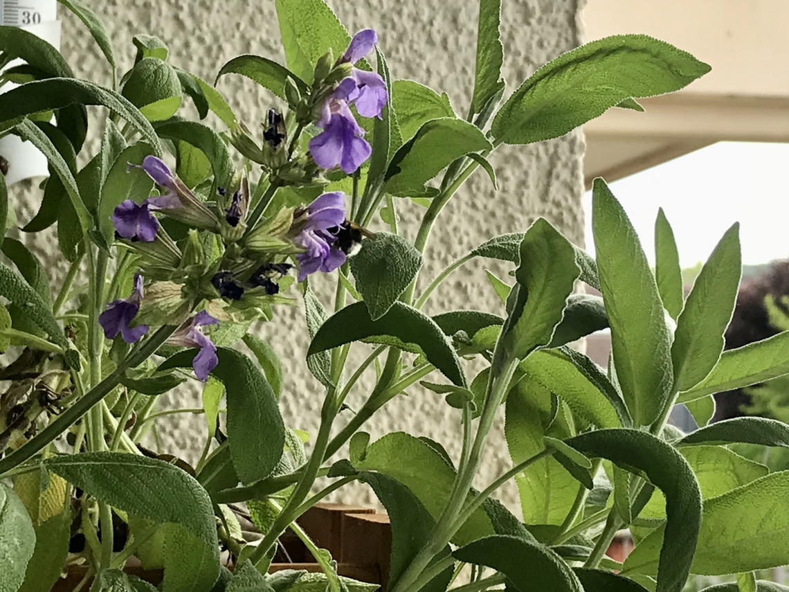 Salvia officinalis, Common Sage with blossoms This herb is usable in the kitchen as well as for some medical purposes. Bees and Bumblebees enjoy it as well. <br />
Picture was taken May 31st, 2020 on my loggia Geotagged,Germany,Salvia officinalis