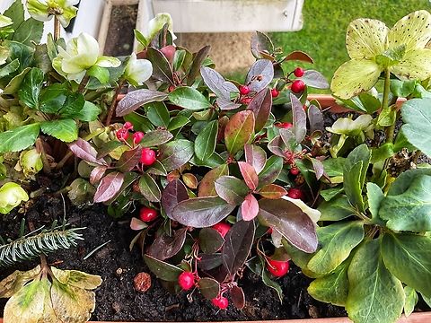 Gaultheria procumbens, also called the eastern teaberry This winter hard plant with its red berries brings a bit of food for many species and for me some color on my loggia.  Gaultheria procumbens,Geotagged,Germany,Winter