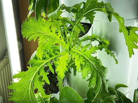 Brassica rapa var. nipposinica, Cultivar: Mizuna As part of the Japanese Mustard greens Mizuna make a great piquant Salad but can also be stir fried or used in soups. Brassica rapa,Geotagged,Germany,Mizuna,Winter