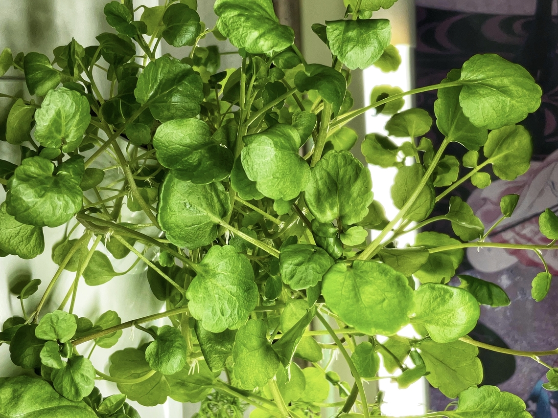 Watercress or yellowcress (Nasturtium officinale) This herb is great in Salads and soups but also to garnish a sandwich. I like it for its fresh taste. <br />
It also has some usage in folk medicine.  Geotagged,Germany,Nasturtium officinale,Watercress,Winter