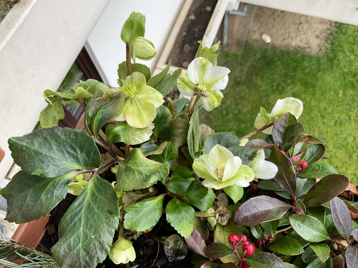 Helleborus niger, commonly called Christmas rose This frost hard flower brings a bit of life on my loggia. It already survived a week of severe frost. <br />
Picture from today.  Christmas rose,Geotagged,Germany,Helleborus niger