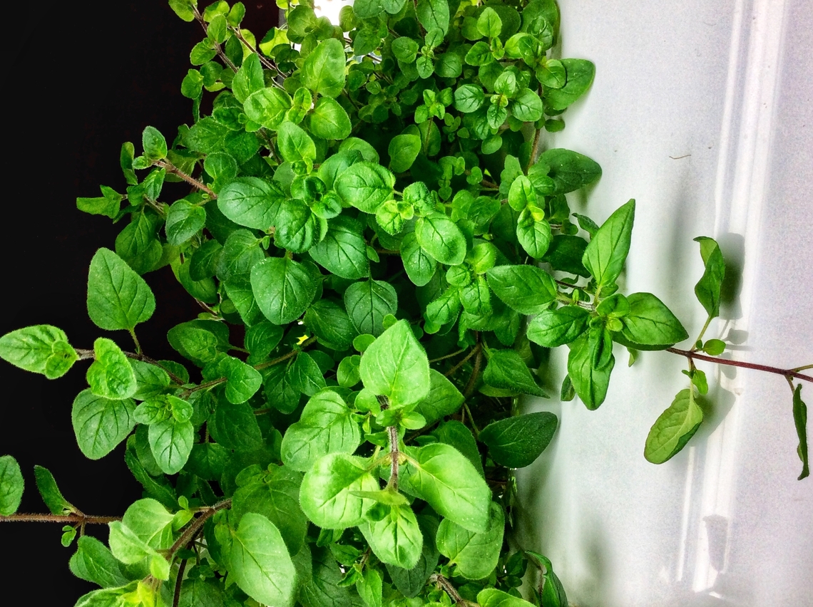 Majoram, Origanum majorana, Majoram is a herb that I grow on a regular basis. It&lsquo;s used in our kitchen to give a spicy but yet sweet touch.  Geotagged,Germany,Marjoram,Origanum majorana,Winter