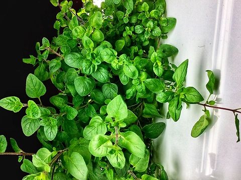 Majoram, Origanum majorana, Majoram is a herb that I grow on a regular basis. It‘s used in our kitchen to give a spicy but yet sweet touch.  Geotagged,Germany,Marjoram,Origanum majorana,Winter