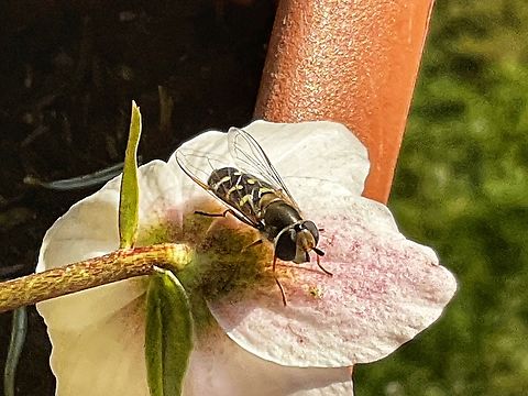 Scaeva pyrastri, common name the pied hoverfly, sitting on the blossom of Helleborus niger, commonly called Christmas rose. March starts cold but sunny and this curious little fella payed my Christmas Roses a visit on my loggia.  Eupeodes corollae,Geotagged,Germany,Migrant Hover Fly,Pied Hover Fly,Scaeva pyrastri,Winter