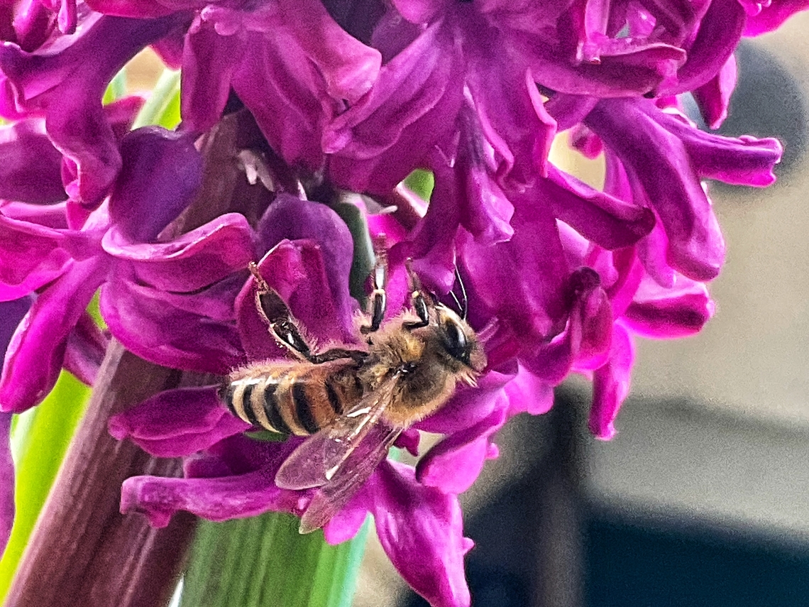 Apis Mellifera, the western or common Honey Bee To my great joy, the first honey bee showed up on my loggia today.  At just 13 degrees, she stayed for a while with a Hyacinth which I placed in a pot on the loggia. Apis mellifera,Geotagged,Germany,Western honey bee,Winter