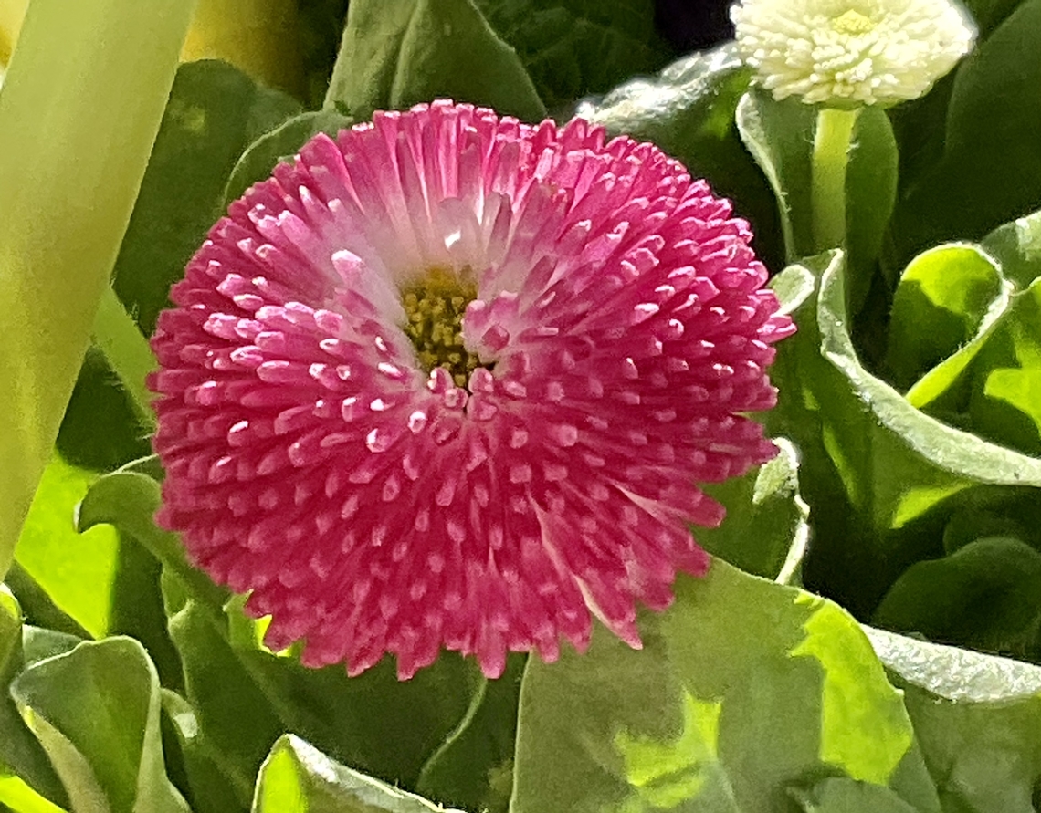 Bellis perennis, the daisy A lil&lsquo; forerunner of spring on my loggia being and eye candy after the grey winter days. Bellis perennis,Common daisy,Geotagged,Germany
