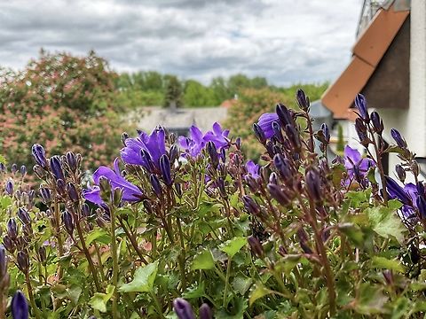 Campanula poscharskyana This hardy lil&lsquo; Bellflower keeps coming back since eight years on my loggia! It&lsquo;s winter hard and has some self cleaning quality since the old and dry parts vanish during the winter and spring. Picture from today May 24th,.
 Campanula poscharskyana,Geotagged,Germany,Spring,Trailing Bellflower