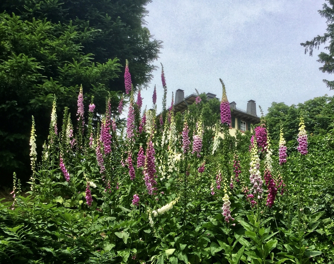 Digitalis purpurea, the foxglove or common foxglove These beauties showed their full blossoms in the park that belongs to the Castle of Bad Homburg in Germany.  Digitalis purpurea,Geotagged,Germany,Purple foxglove,Spring