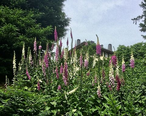 Digitalis purpurea, the foxglove or common foxglove These beauties showed their full blossoms in the park that belongs to the Castle of Bad Homburg in Germany.  Digitalis purpurea,Geotagged,Germany,Purple foxglove,Spring