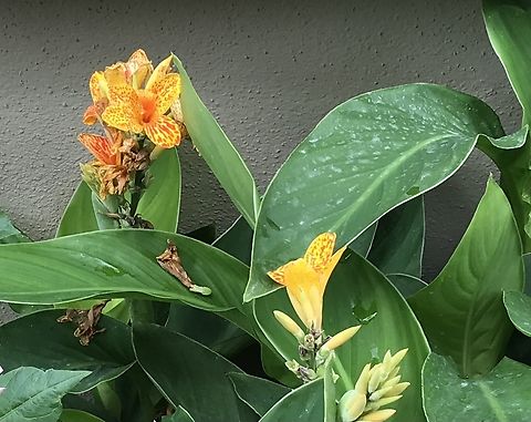 Canna Lily (Canna x gerneralis) This beauty was growing on the warm south side of the Orangerie in the Kurpark Bad Homburg… Canna indica,Geotagged,Germany,Indian-Shot,Summer