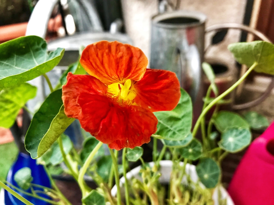 Tropaeolum majus, the garden nasturtium, nasturtium It is an edible plant at least anything above ground, even has some medical usage. I use it to decorate Salads, the blossoms give it a lil&lsquo; color touch.  Geotagged,Germany,Summer,Tropaeolum majus