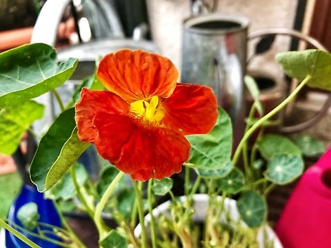 Tropaeolum majus, the garden nasturtium, nasturtium It is an edible plant at least anything above ground, even has some medical usage. I use it to decorate Salads, the blossoms give it a lil‘ color touch.  Geotagged,Germany,Summer,Tropaeolum majus