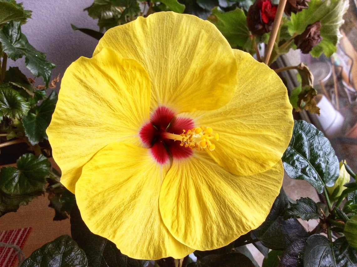 Hibiscus rosa-sinensis, known as Chinese hibiscus or China rose The cultivars come in all kinds of colors, this was the first yellow one for me. Chinese hibiscus,Geotagged,Germany,Hibiscus rosa-sinensis,Summer
