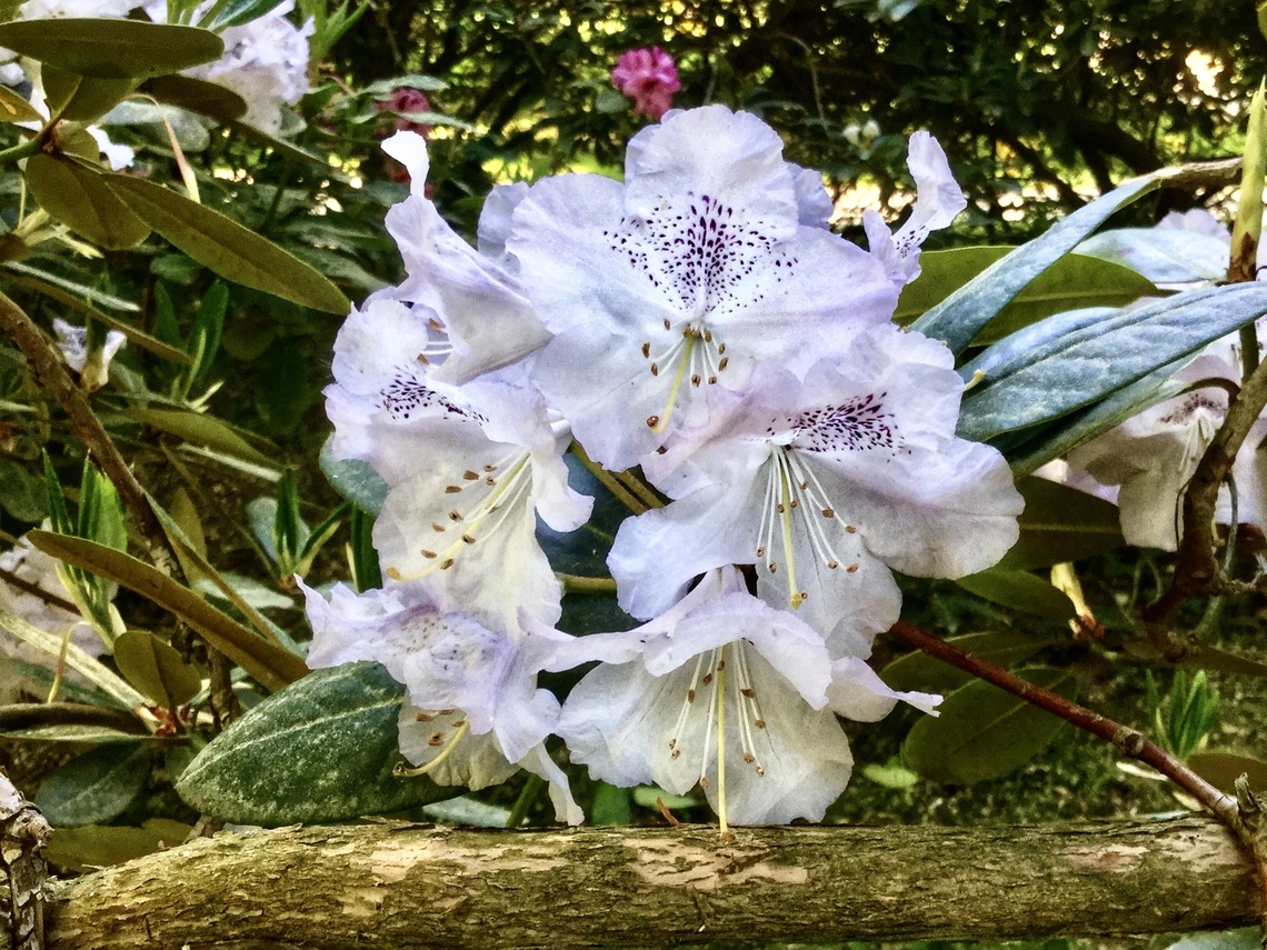 Rhododendron fauriei, Rhododendron brachycarpum One of the hundreds in the Kurpark Bad Homburg, some are many decades old and bring joy for the visitors every year again!  Geotagged,Germany,Rhododendron fauriei,Spring