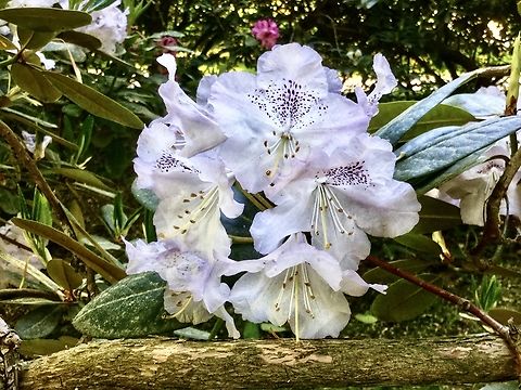 Rhododendron fauriei, Rhododendron brachycarpum One of the hundreds in the Kurpark Bad Homburg, some are many decades old and bring joy for the visitors every year again!  Geotagged,Germany,Rhododendron fauriei,Spring