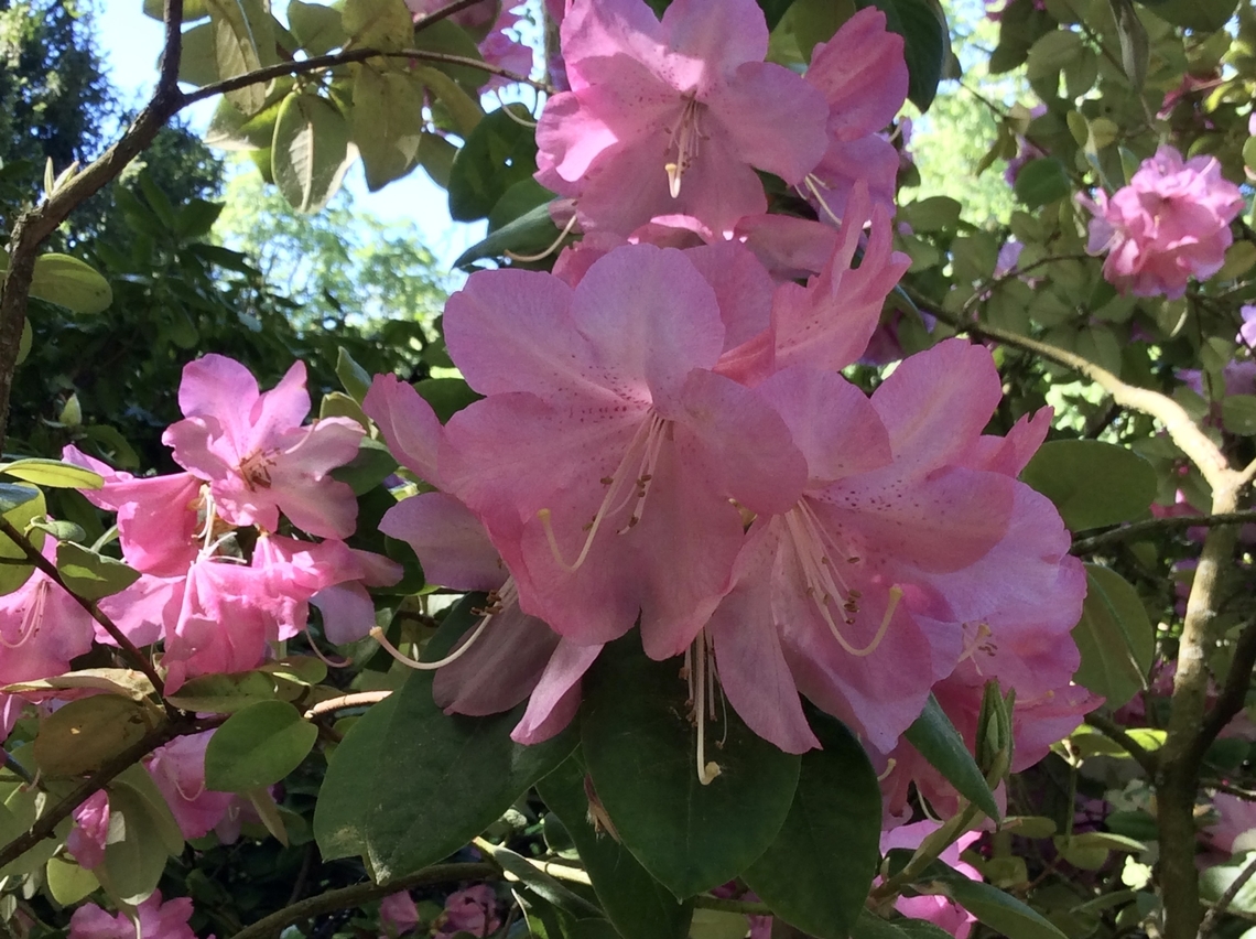 Rhododendron indicum, Azalea Rhododendron species Beauty in pink captured  in the beautiful Kurpark Bad Homburg Common Rhododendron,Geotagged,Germany,Rhododendron indicum,Rhododendron ponticum,Spring,rhododendron indicum